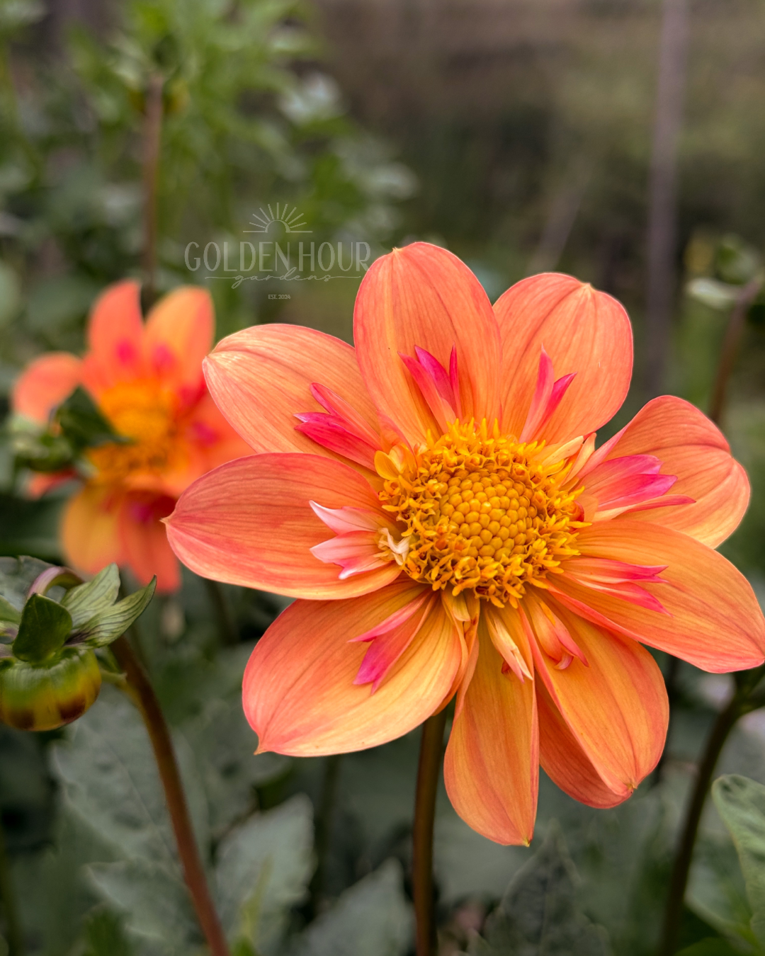 Kelsey Annie Joy Dahlia Tuber, Kelsey Annie Joy Dahlia Bulb, Kelsey Annie Joy Dahlia Flower, Kelsey Annie Joy Dahlia Bloom