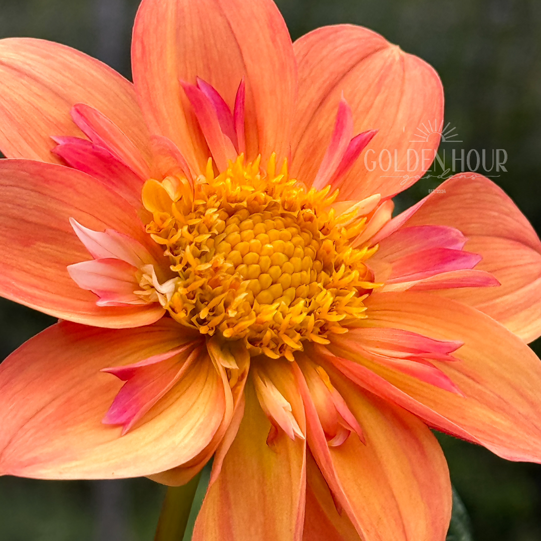 Kelsey Annie Joy Dahlia Tuber, Kelsey Annie Joy Dahlia Bulb, Kelsey Annie Joy Dahlia Flower, Kelsey Annie Joy Dahlia Bloom