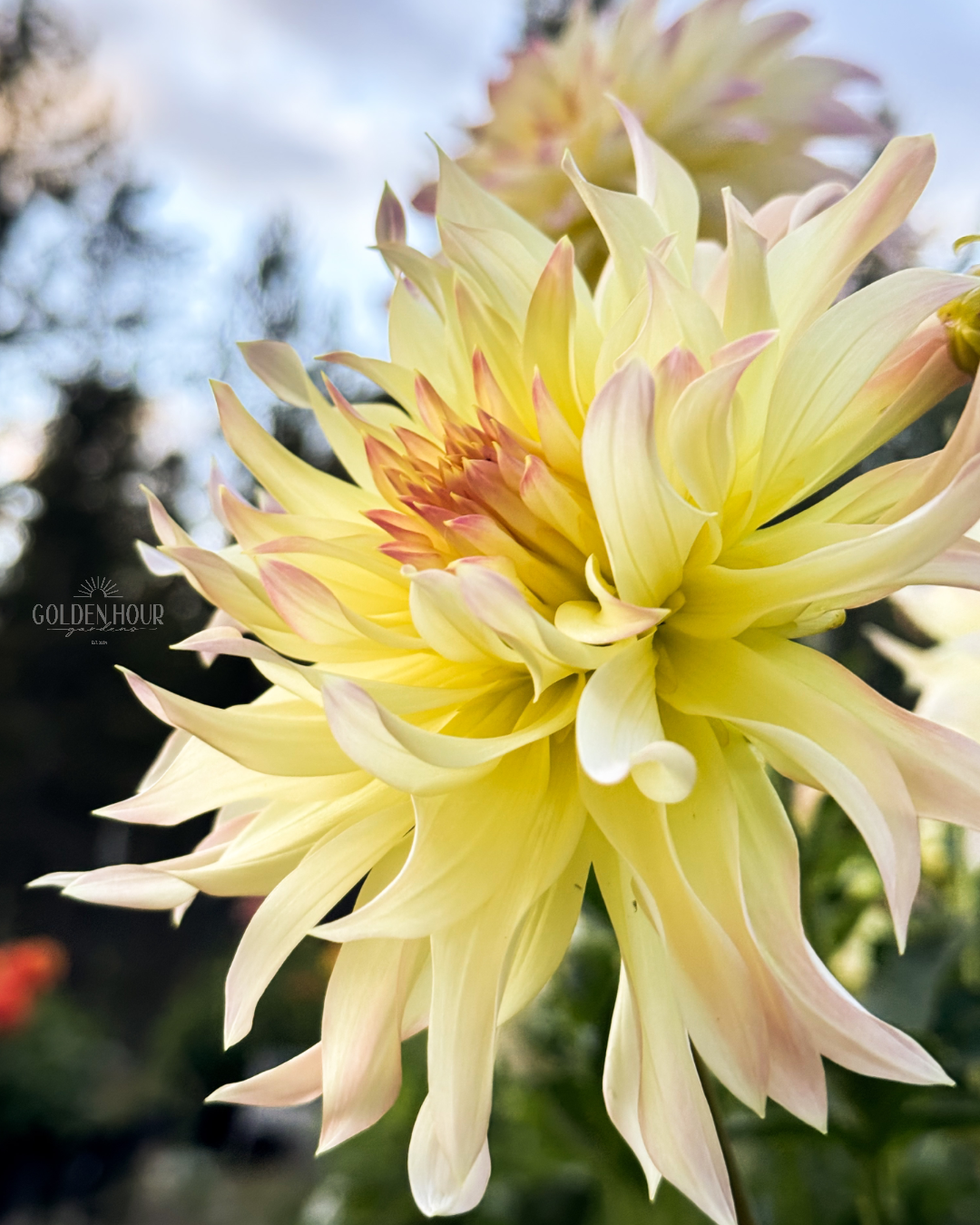 Lakeview Blush Dahlia Tuber, Lakeview Blush Dahlia Bulb, Lakeview Blush Dahlia Flower, Lakeview Blush Dahlia Sale, Lakeview Blush Dahlia