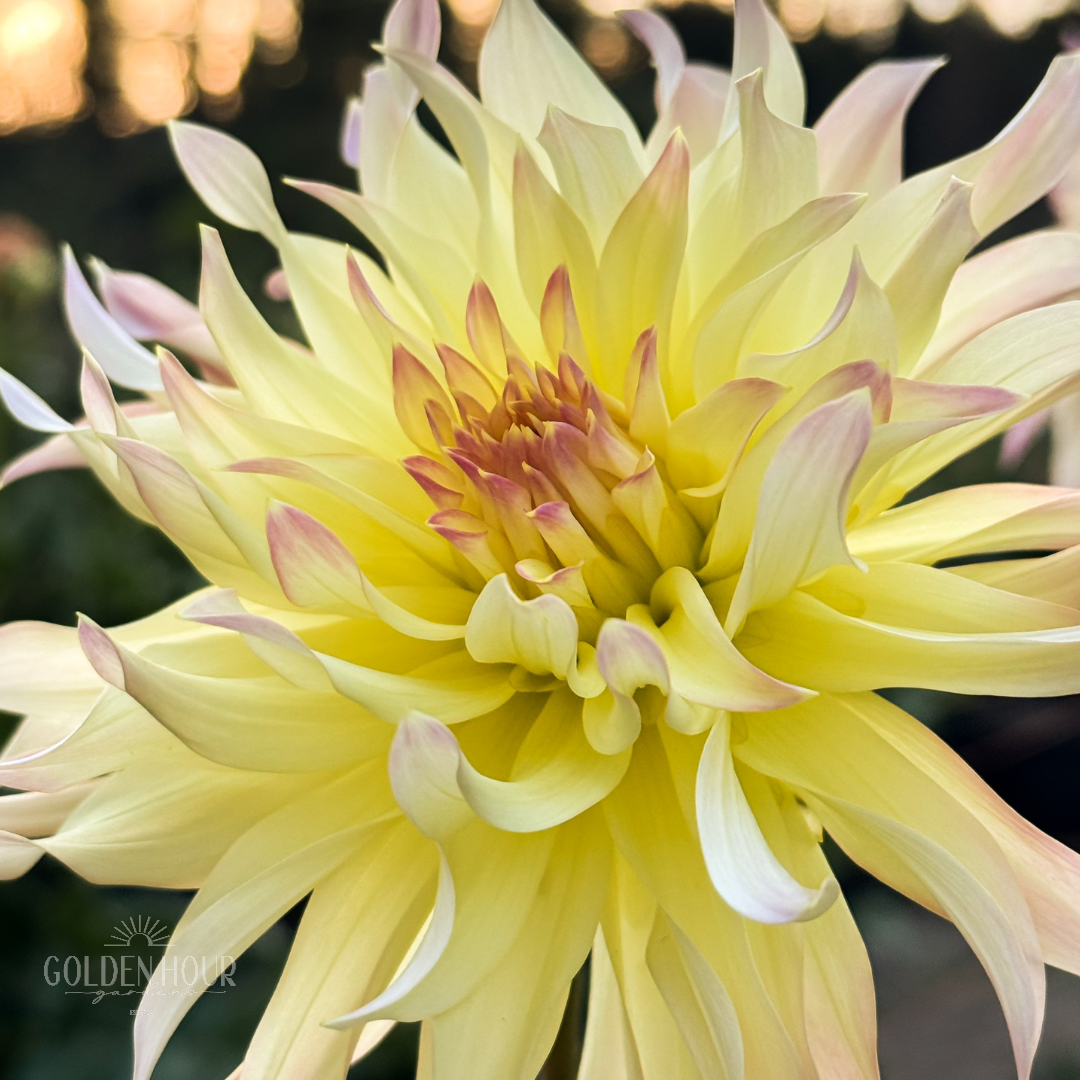 Lakeview Blush Dahlia Tuber, Lakeview Blush Dahlia Bulb, Lakeview Blush Dahlia Flower, Lakeview Blush Dahlia Sale, Lakeview Blush Dahlia