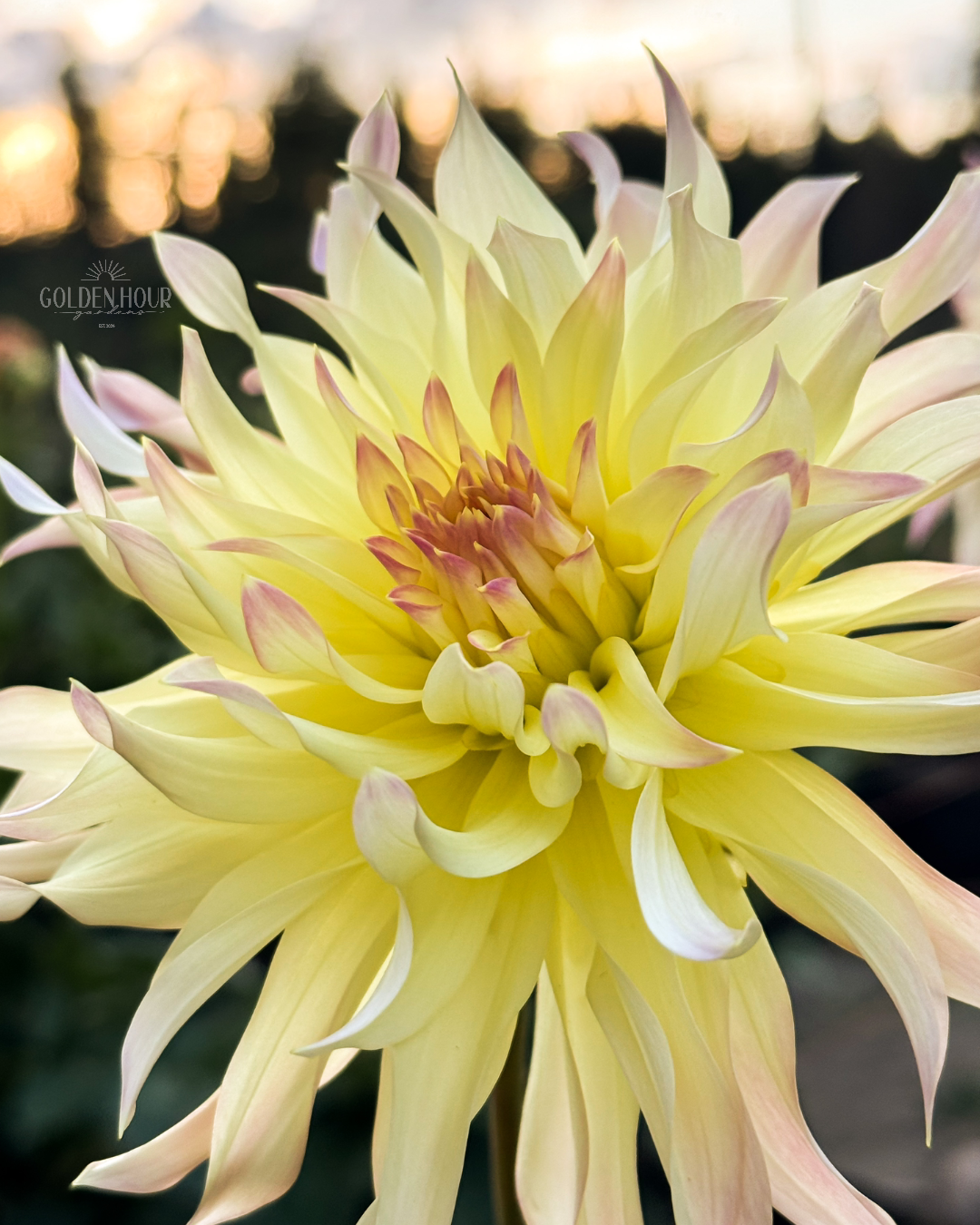 Lakeview Blush Dahlia Tuber, Lakeview Blush Dahlia Bulb, Lakeview Blush Dahlia Flower, Lakeview Blush Dahlia Sale, Lakeview Blush Dahlia