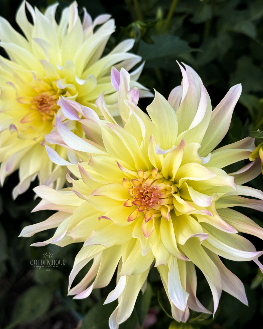 Lakeview Blush Dahlia Tuber, Lakeview Blush Dahlia Bulb, Lakeview Blush Dahlia Flower, Lakeview Blush Dahlia Sale, Lakeview Blush Dahlia