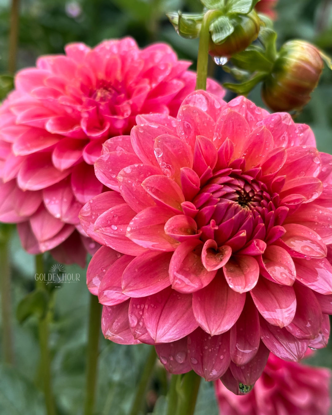 Lee's Sugar Rush Dahlia Tuber, Lee's Sugar Rush Dahlia Bulb, Lee's Sugar Rush Dahlia Flower, Lee's Sugar Rush Dahlia for Sale