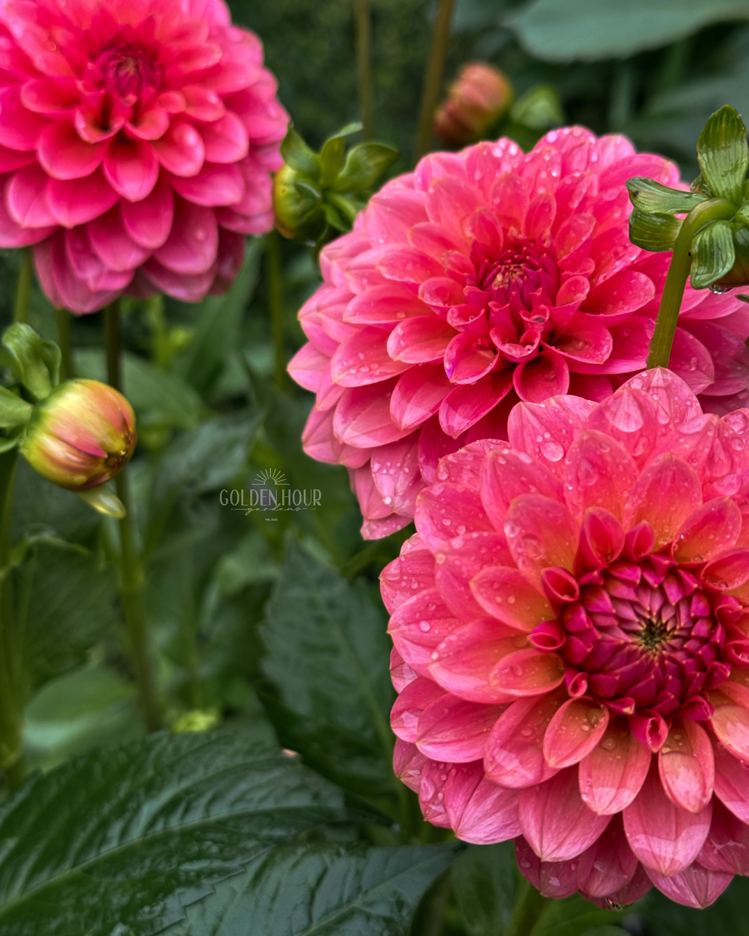 Lee's Sugar Rush Dahlia Tuber, Lee's Sugar Rush Dahlia Bulb, Lee's Sugar Rush Dahlia Flower, Lee's Sugar Rush Dahlia for Sale