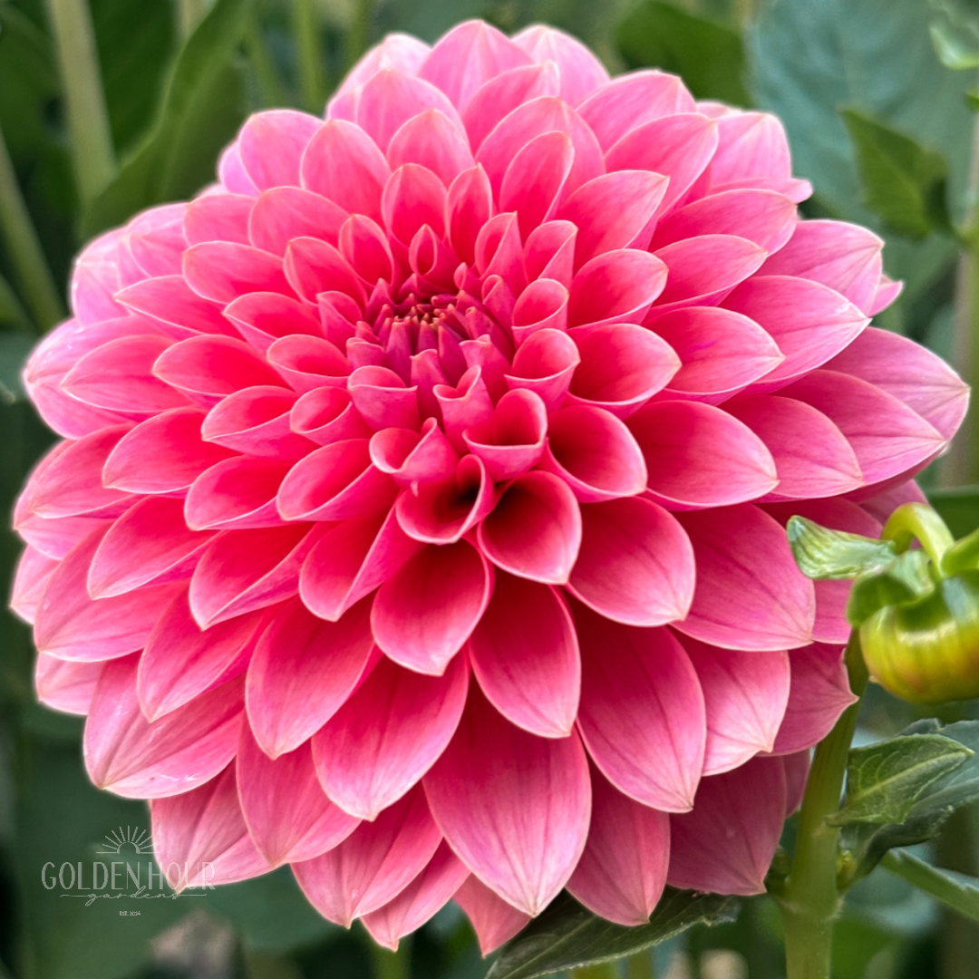 Lee's Sugar Rush Dahlia Tuber, Lee's Sugar Rush Dahlia Bulb, Lee's Sugar Rush Dahlia Flower, Lee's Sugar Rush Dahlia for Sale