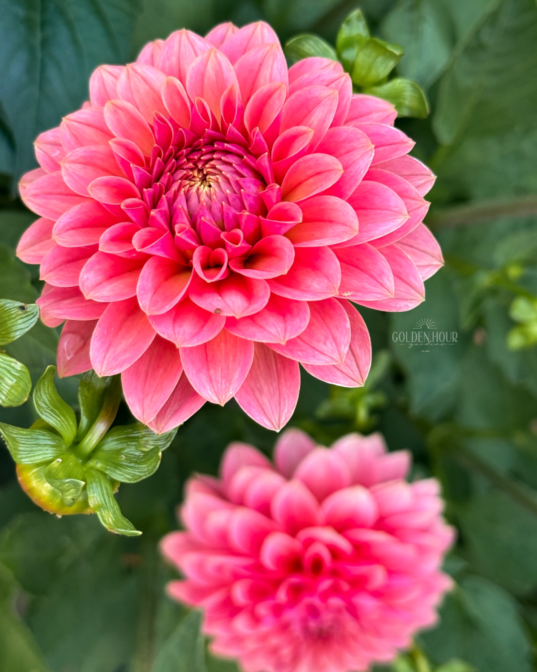 Lee's Sugar Rush Dahlia Tuber, Lee's Sugar Rush Dahlia Bulb, Lee's Sugar Rush Dahlia Flower, Lee's Sugar Rush Dahlia for Sale