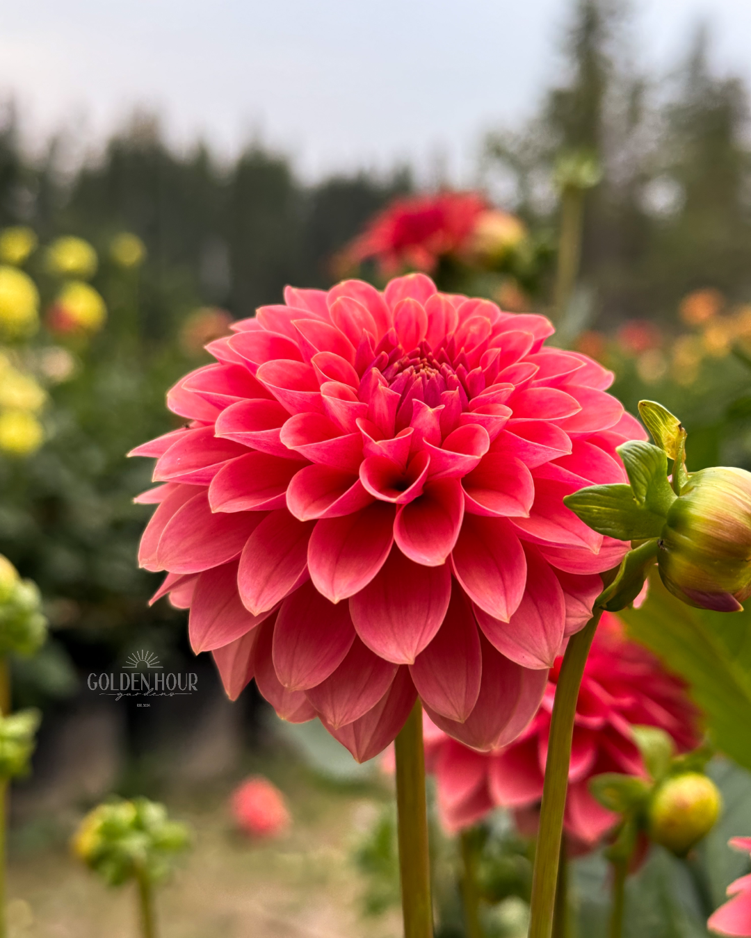 Lee's Sugar Rush Dahlia Tuber, Lee's Sugar Rush Dahlia Bulb, Lee's Sugar Rush Dahlia Flower, Lee's Sugar Rush Dahlia for Sale