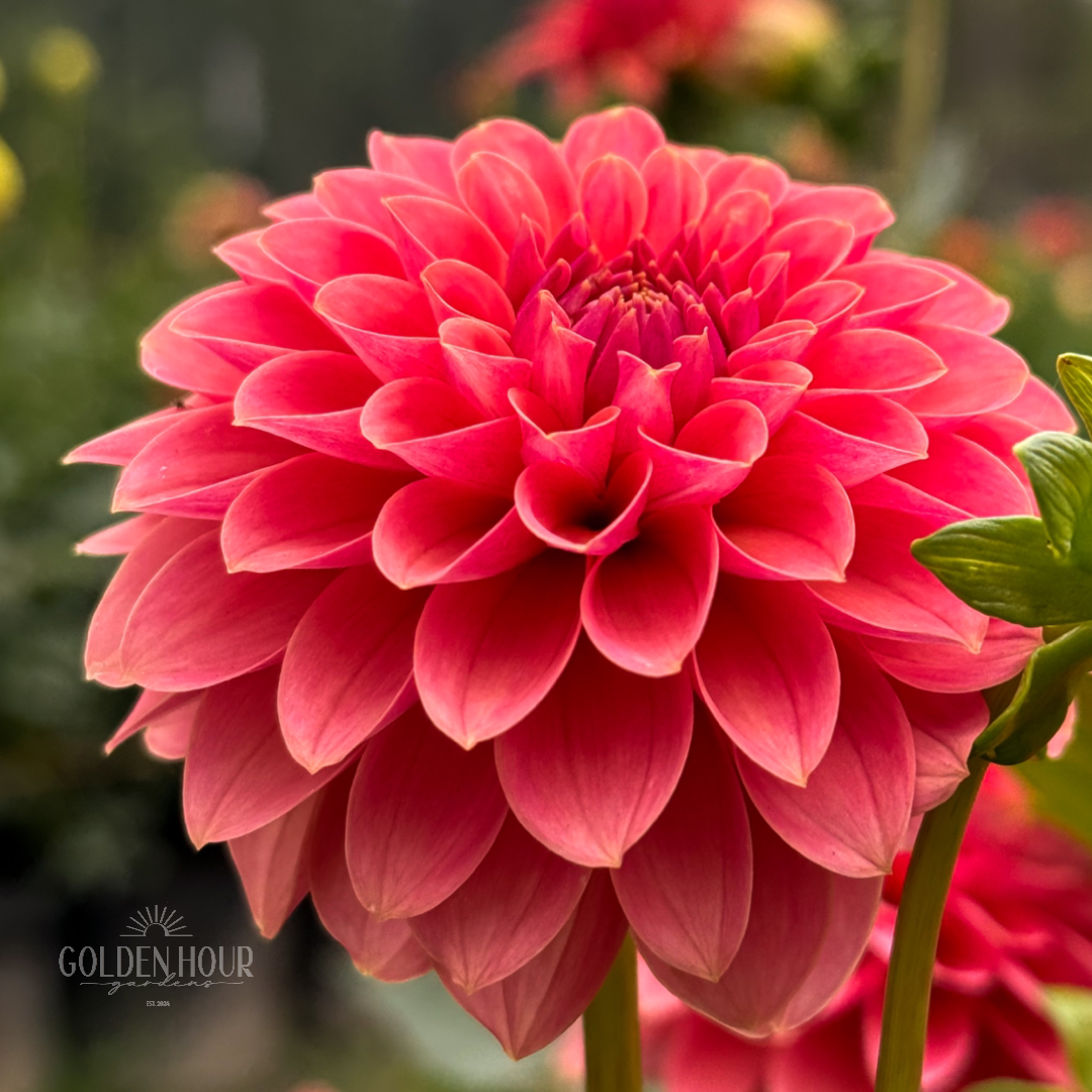Lee's Sugar Rush Dahlia Tuber, Lee's Sugar Rush Dahlia Bulb, Lee's Sugar Rush Dahlia Flower, Lee's Sugar Rush Dahlia for Sale