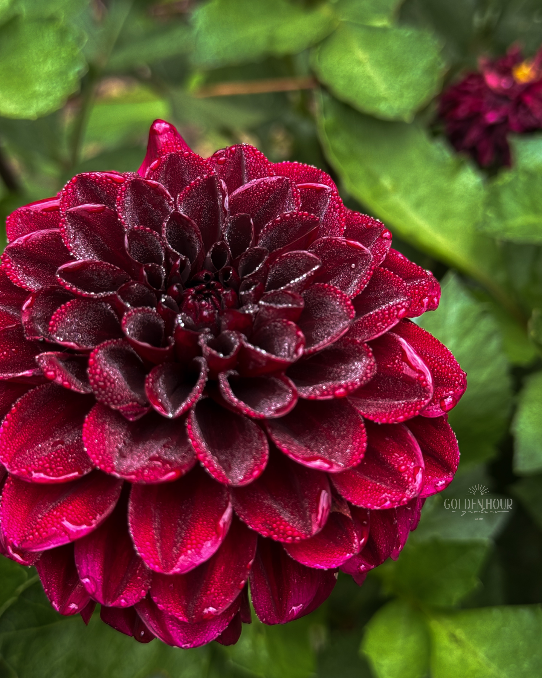 Lights out dahlia tuber, Lights out dahlia bulb, Lights out dahlia flower, Lights out dahlia sale