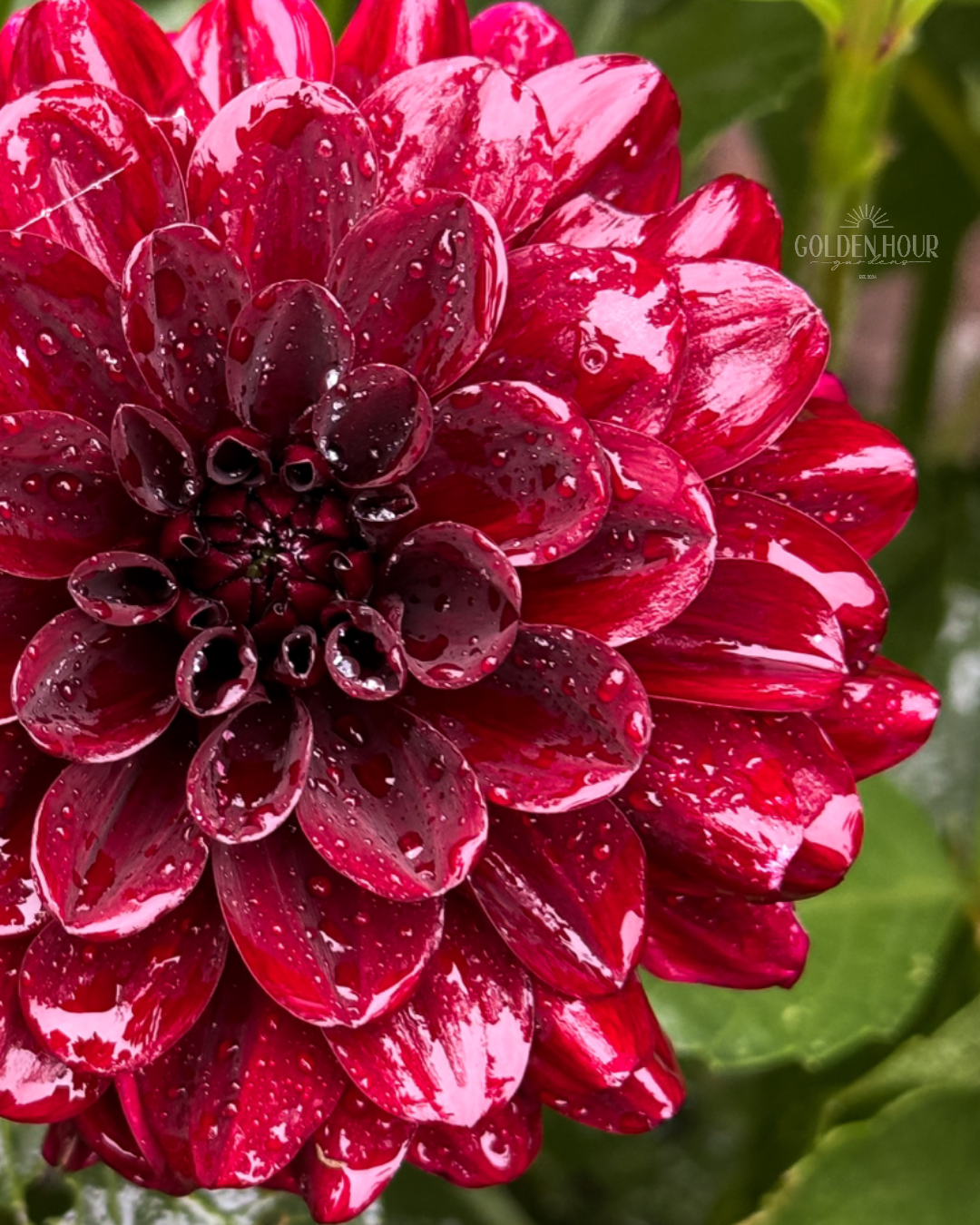 Lights out dahlia tuber, Lights out dahlia bulb, Lights out dahlia flower, Lights out dahlia sale