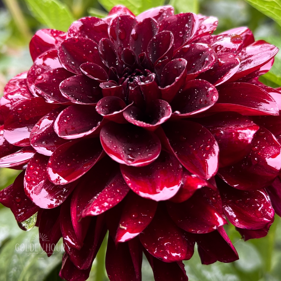 Lights out dahlia tuber, Lights out dahlia bulb, Lights out dahlia flower, Lights out dahlia sale