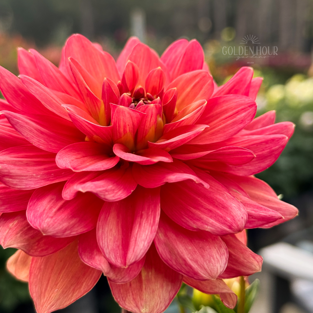 Lora Ashley Dahlia Tuber, Lora Ashley Dahlia Bulb, Lora Ashley Dahlia Flower, Lora Ashley Dahlia for Sale, Lora Ashley Dahlia 