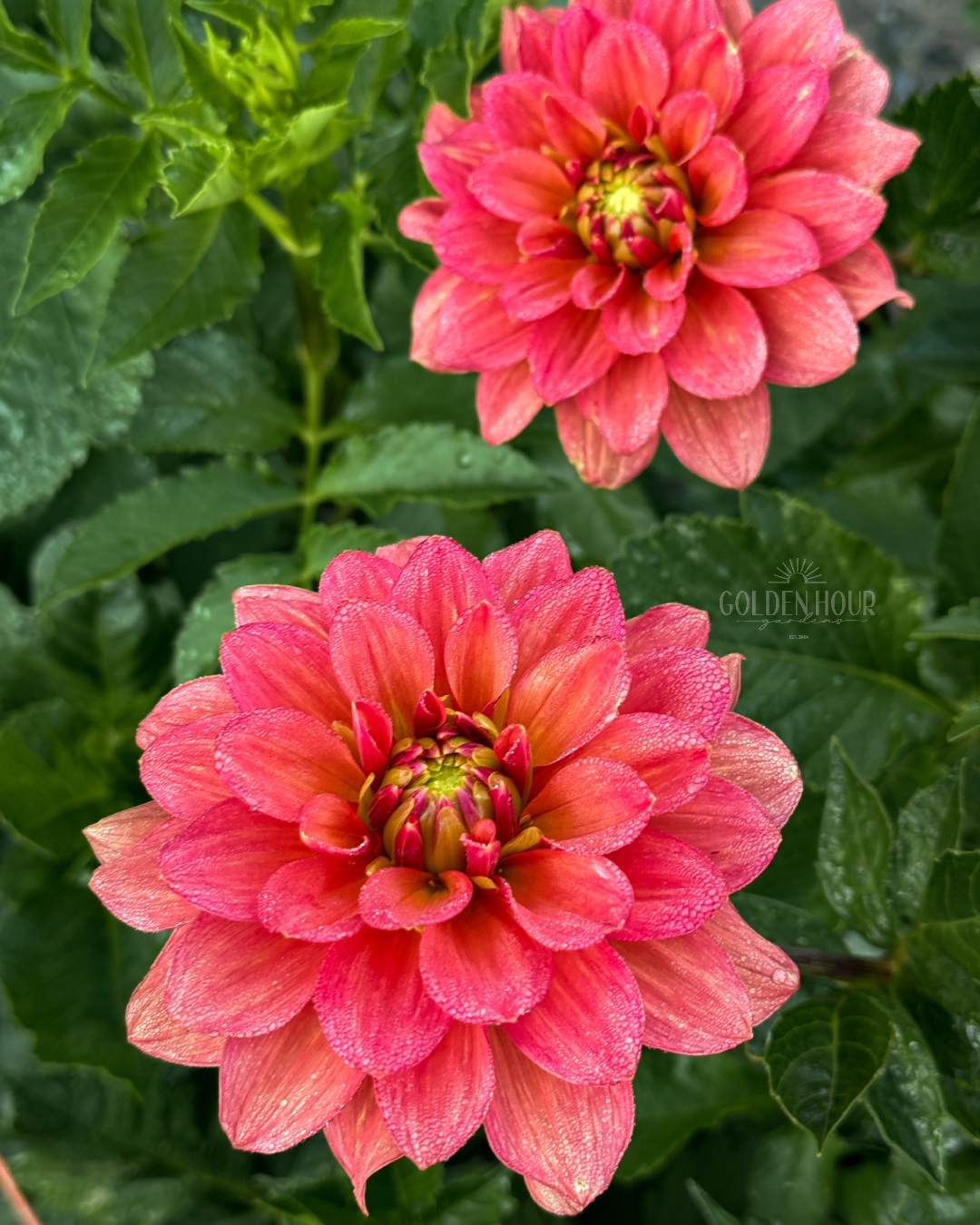 Lora Ashley Dahlia Tuber, Lora Ashley Dahlia Bulb, Lora Ashley Dahlia Flower, Lora Ashley Dahlia for Sale, Lora Ashley Dahlia 