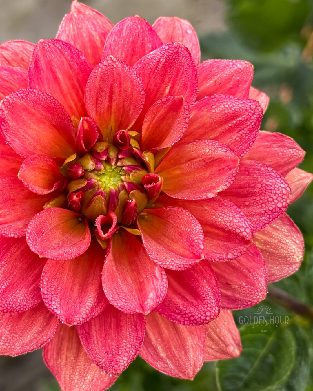 Lora Ashley Dahlia Tuber, Lora Ashley Dahlia Bulb, Lora Ashley Dahlia Flower, Lora Ashley Dahlia for Sale, Lora Ashley Dahlia 