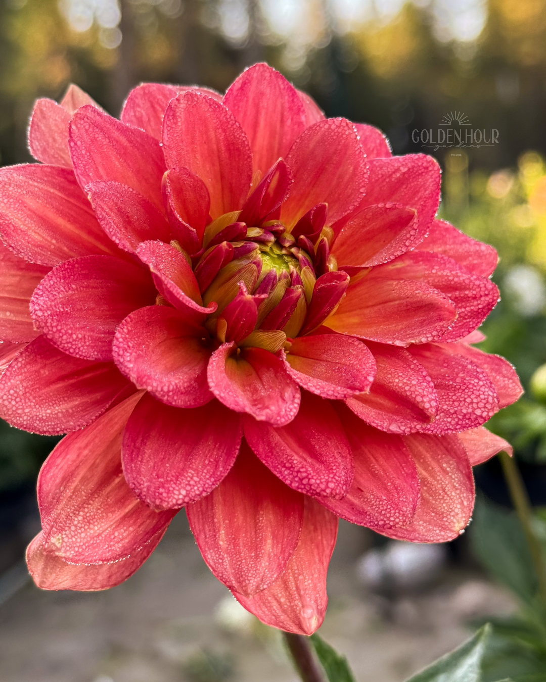 Lora Ashley Dahlia Tuber, Lora Ashley Dahlia Bulb, Lora Ashley Dahlia Flower, Lora Ashley Dahlia for Sale, Lora Ashley Dahlia 