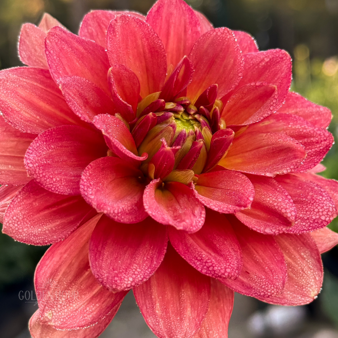 Lora Ashley Dahlia Tuber, Lora Ashley Dahlia Bulb, Lora Ashley Dahlia Flower, Lora Ashley Dahlia for Sale, Lora Ashley Dahlia 