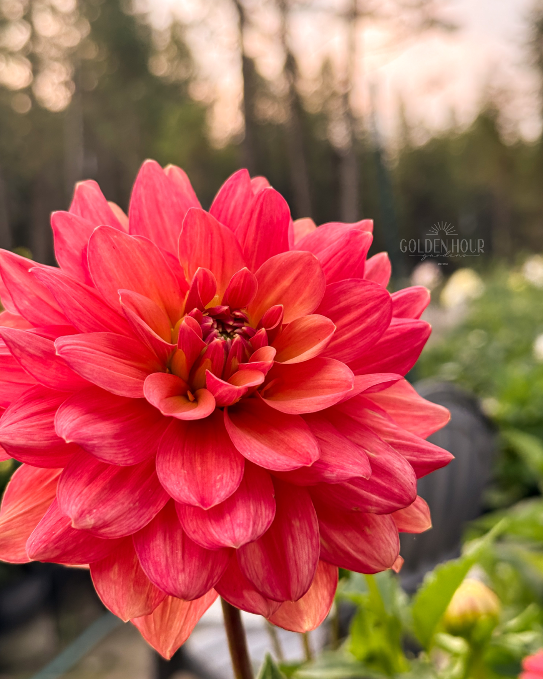 Lora Ashley Dahlia Tuber, Lora Ashley Dahlia Bulb, Lora Ashley Dahlia Flower, Lora Ashley Dahlia for Sale, Lora Ashley Dahlia 