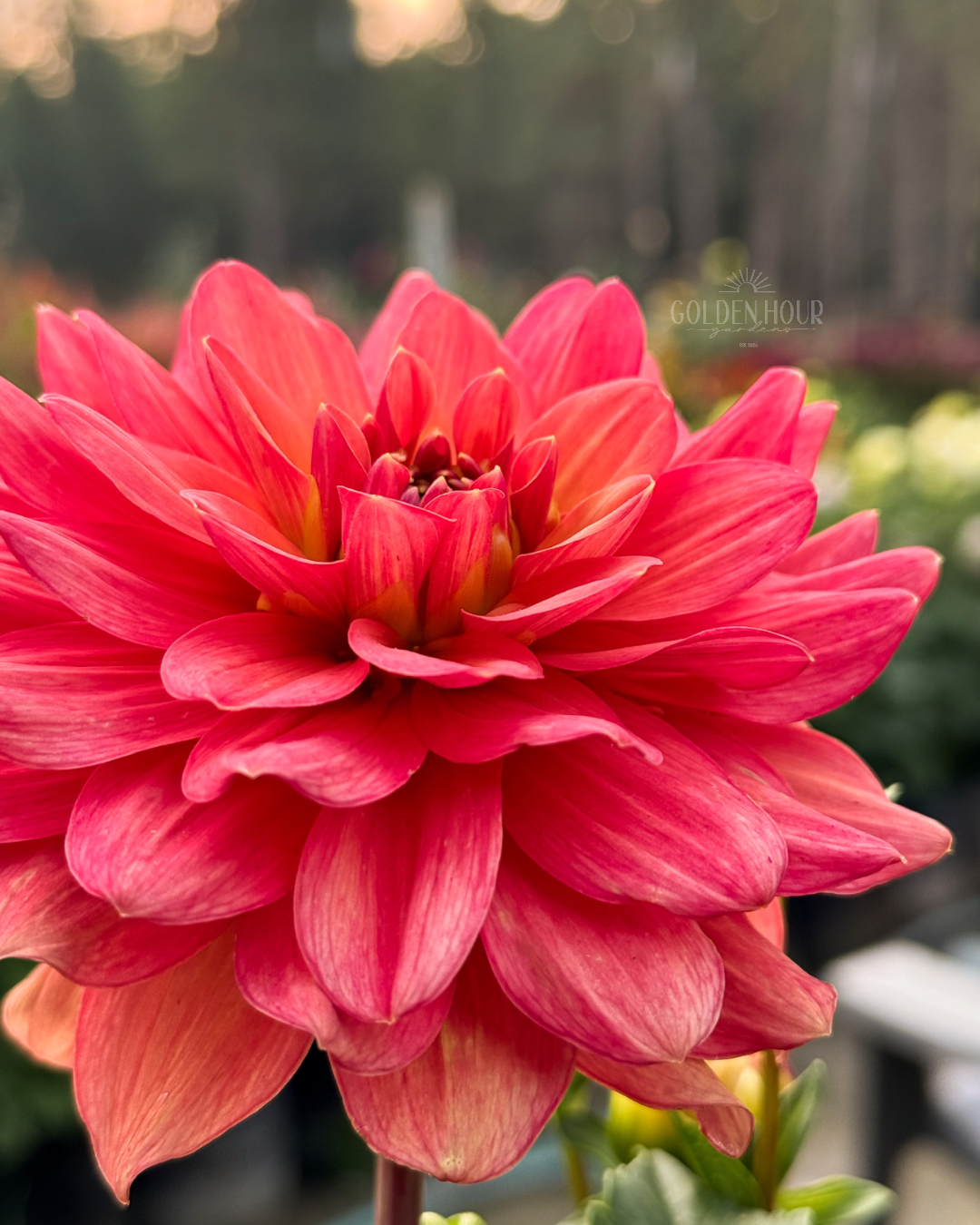 Lora Ashley Dahlia Tuber, Lora Ashley Dahlia Bulb, Lora Ashley Dahlia Flower, Lora Ashley Dahlia for Sale, Lora Ashley Dahlia 