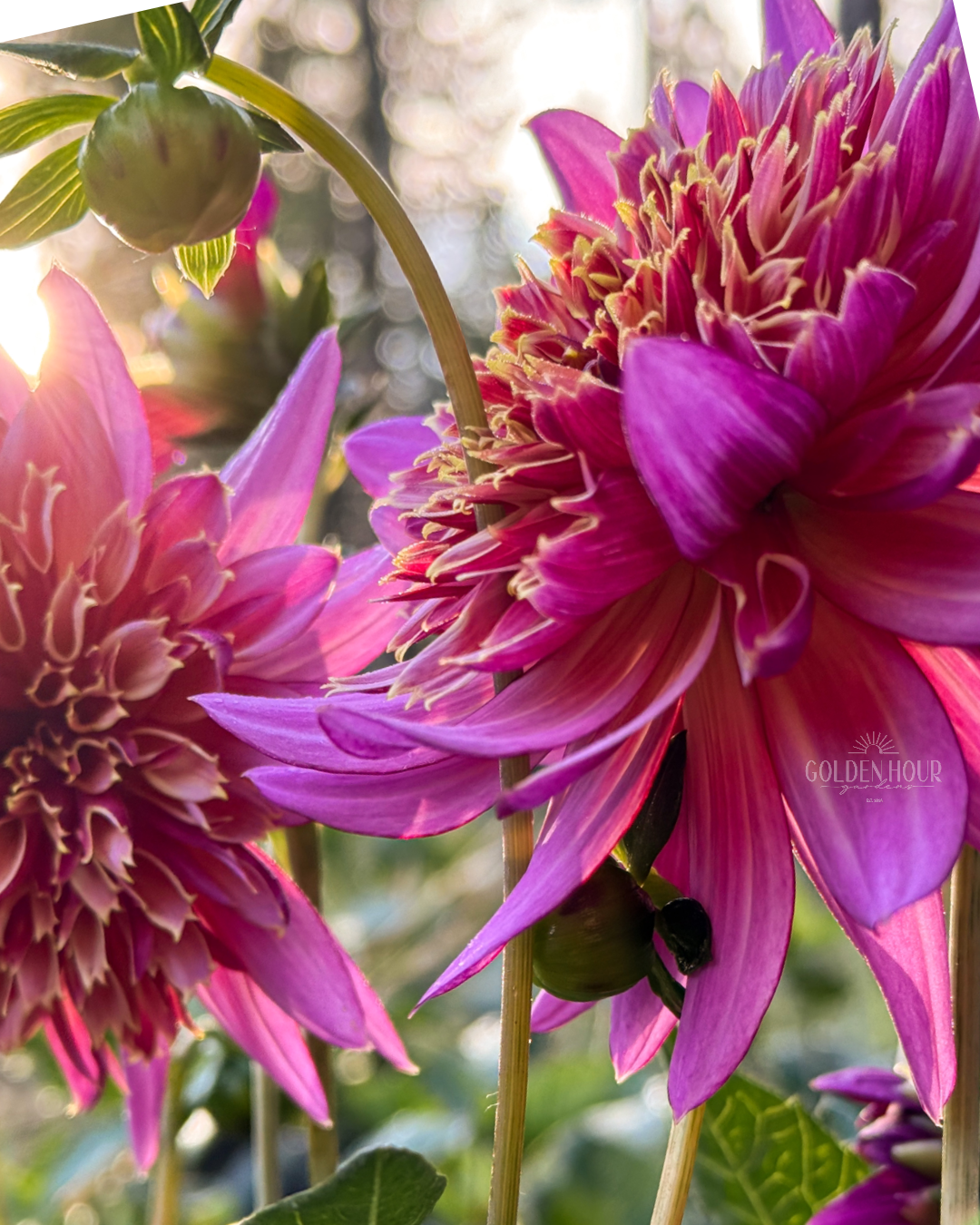 Mambo Dahlia Tuber, Mambo Dahlia Flower, Mambo Dahlia Bulb, Mambo Dahlia Sale, Mambo Dahlia