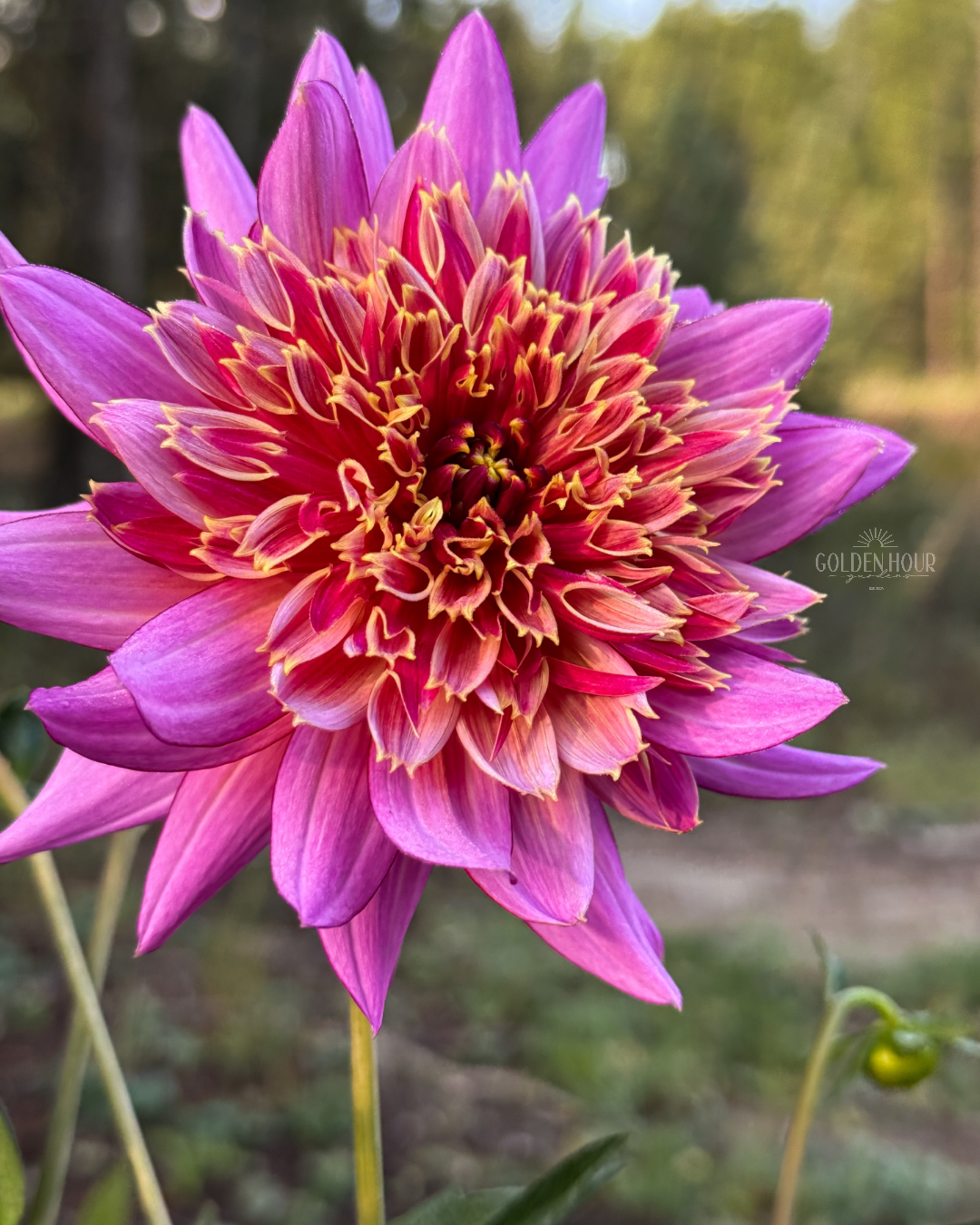 Mambo Dahlia Tuber, Mambo Dahlia Flower, Mambo Dahlia Bulb, Mambo Dahlia Sale, Mambo Dahlia