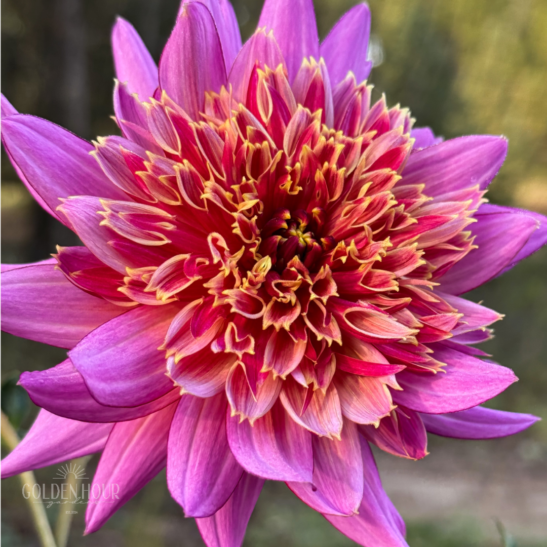 Mambo Dahlia Tuber, Mambo Dahlia Flower, Mambo Dahlia Bulb, Mambo Dahlia Sale, Mambo Dahlia