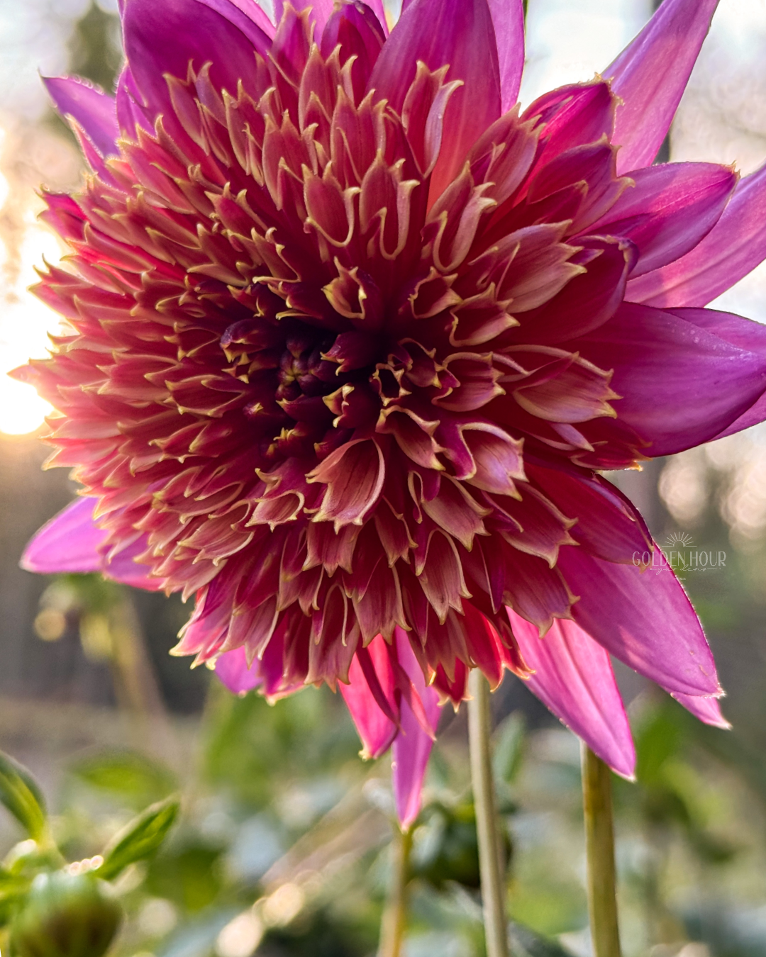 Mambo Dahlia Tuber, Mambo Dahlia Flower, Mambo Dahlia Bulb, Mambo Dahlia Sale, Mambo Dahlia