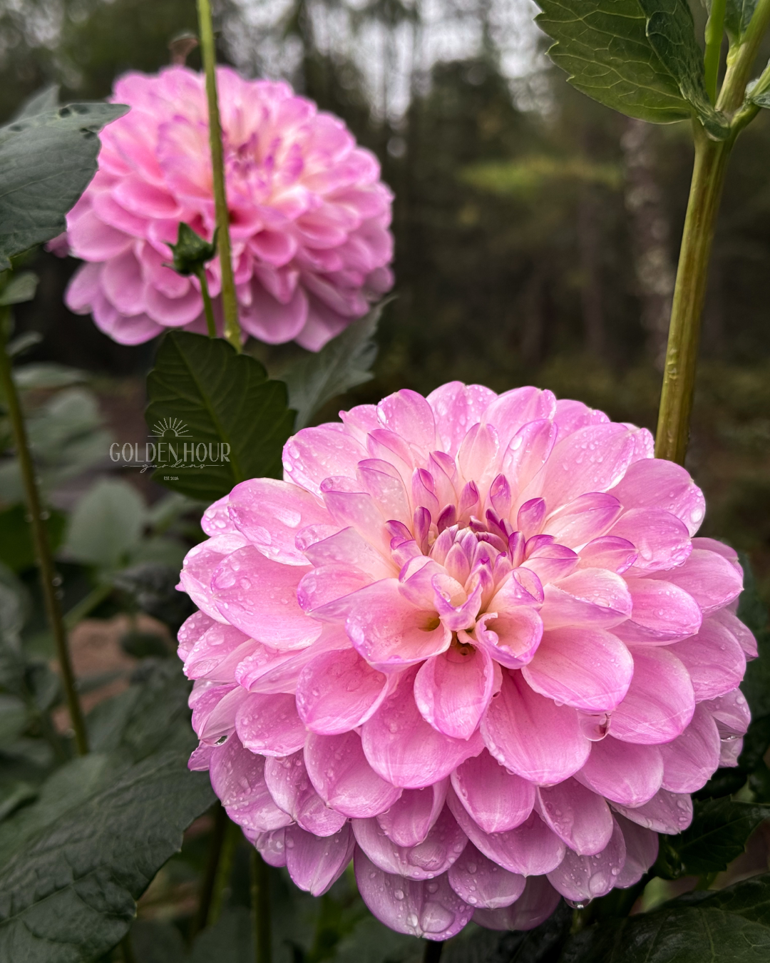Marionberry Milkshake Dahlia Tuber, Marionberry Milkshake Dahlia Bulb, Marionberry Milkshake Dahlia Flower, Marionberry Milkshake Dahlia for Sale