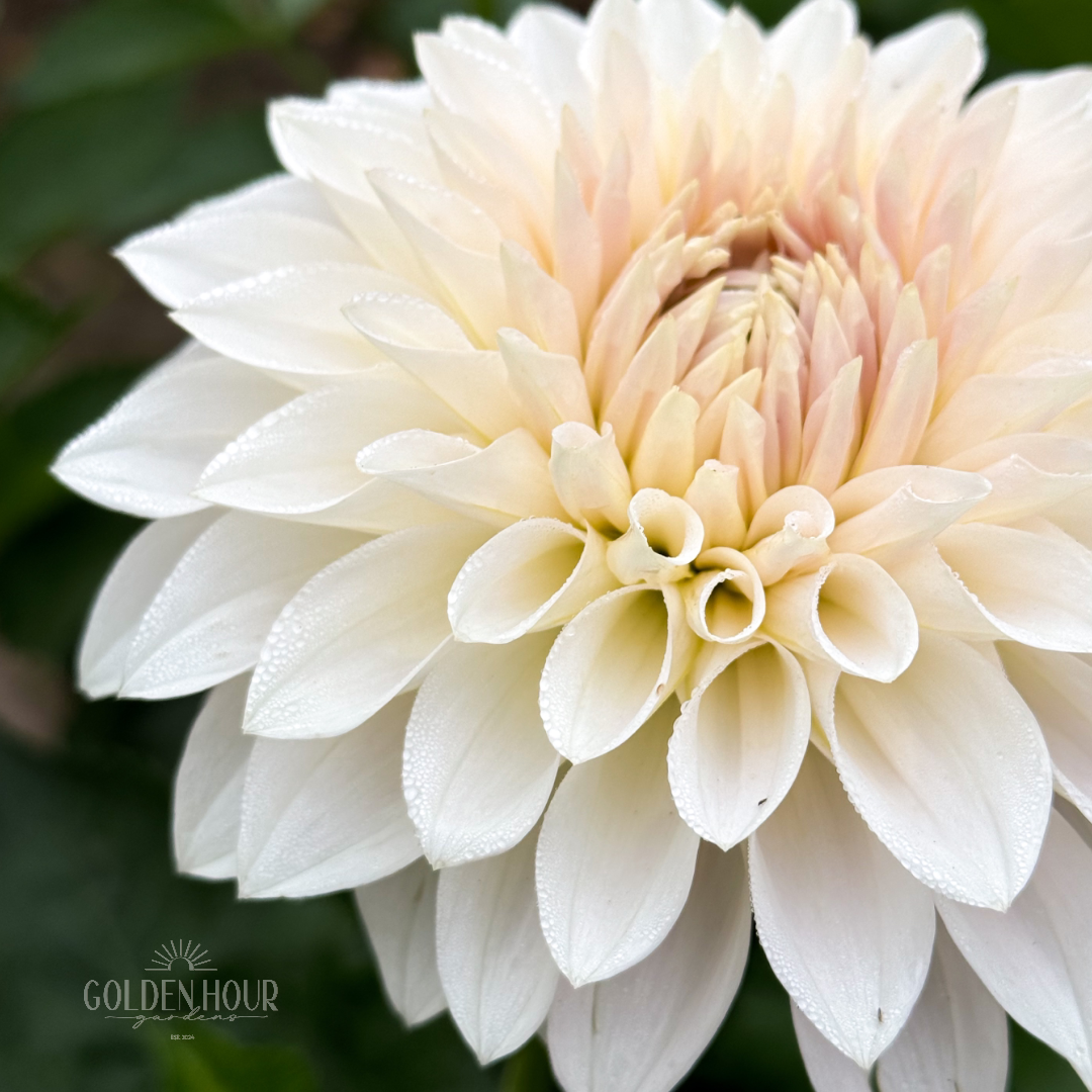 Marryn's Mamawo & Popo Dahlia Tuber, Marryn's Mamawo & Popo Dahlia Bulb, Marryn's Mamawo & Popo Dahlia Flower, Marryn's Mamawo & Popo Dahlia Sale, Marryn's Mamawo & Popo Dahlia