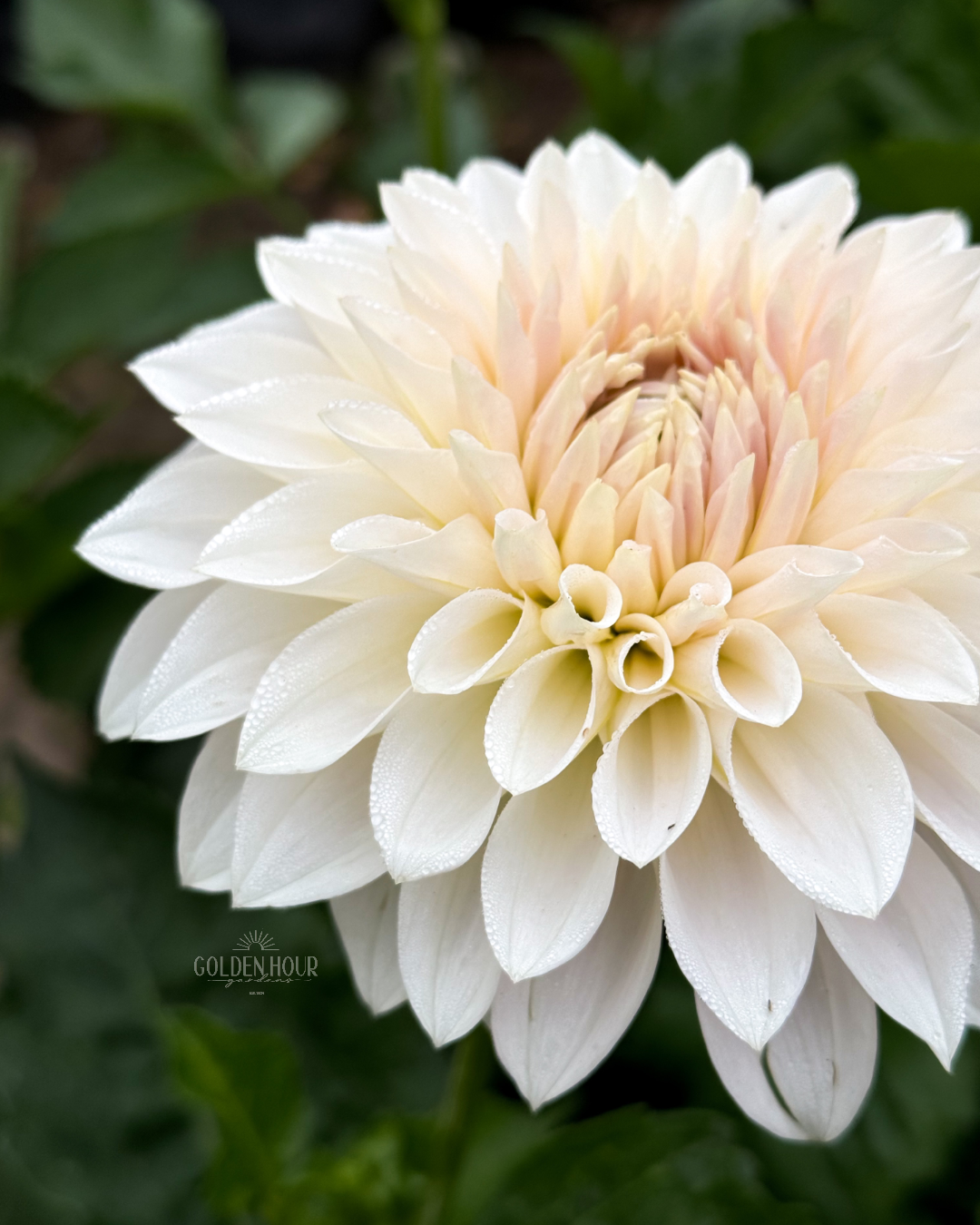 Marryn's Mamawo & Popo Dahlia Tuber, Marryn's Mamawo & Popo Dahlia Bulb, Marryn's Mamawo & Popo Dahlia Flower, Marryn's Mamawo & Popo Dahlia Sale, Marryn's Mamawo & Popo Dahlia