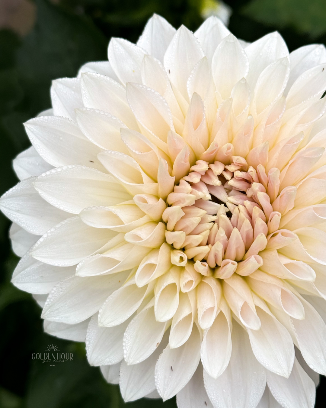 Marryn's Mamawo & Popo Dahlia Tuber, Marryn's Mamawo & Popo Dahlia Bulb, Marryn's Mamawo & Popo Dahlia Flower, Marryn's Mamawo & Popo Dahlia Sale, Marryn's Mamawo & Popo Dahlia