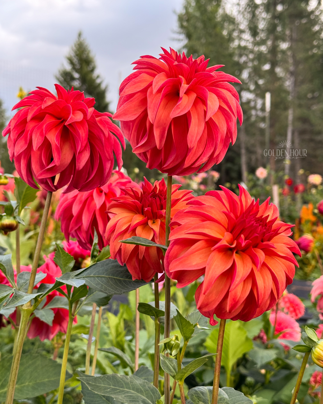 Ms Prissy Dahlia Tuber, Ms Prissy Dahlia Bulb, Ms Prissy Dahlia Flower, Ms Prissy Dahlia Bloom, Ms Prissy Dahlia Sale, 