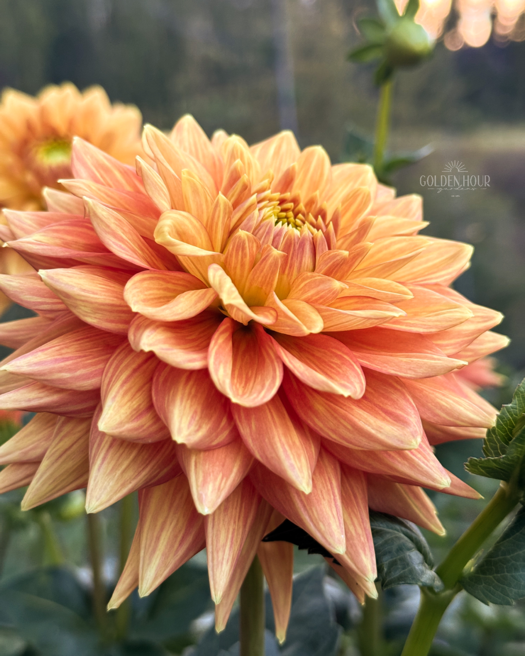 Mission Marmalade Dahlia Tuber, Mission Marmalade Dahlia Flower, Mission Marmalade Dahlia Bulb, Mission Marmalade Dahlia Sale, Mission Marmalade Dahlia