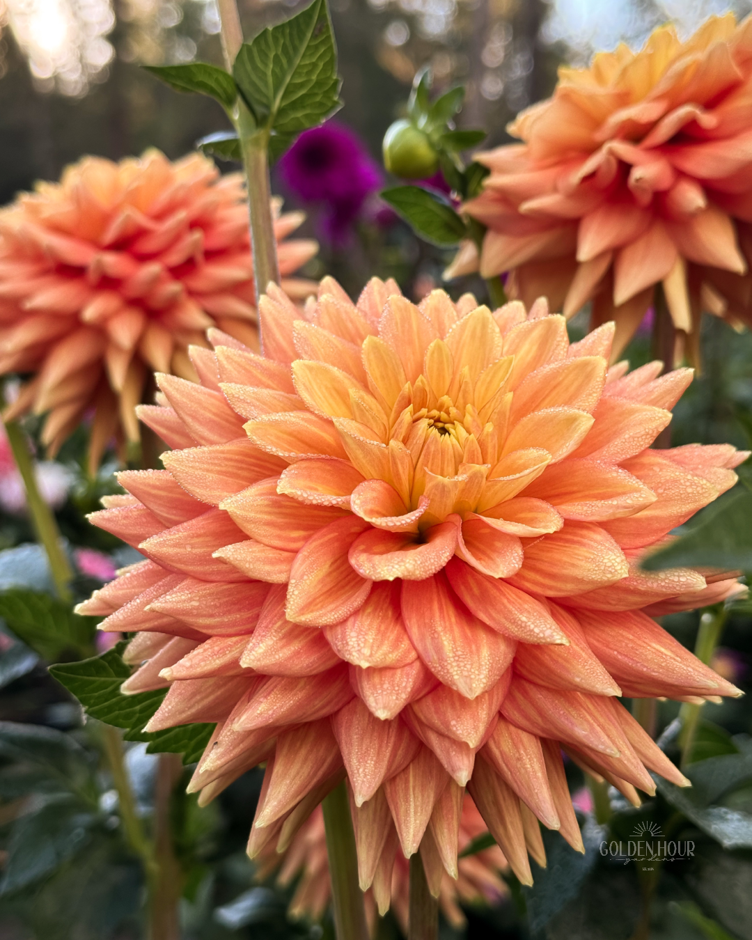 Mission Marmalade Dahlia Tuber, Mission Marmalade Dahlia Flower, Mission Marmalade Dahlia Bulb, Mission Marmalade Dahlia Sale, Mission Marmalade Dahlia