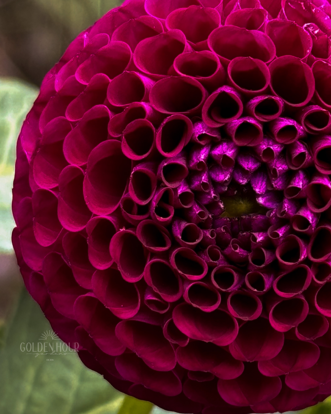 Moor Place Dahlia Tuber, Moor Place Dahlia Bulb, Moor Place Dahlia Flower, Moor Place Dahlia Bloom