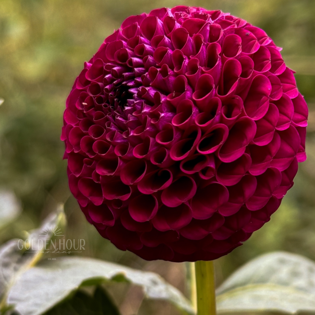 Moor Place Dahlia Tuber, Moor Place Dahlia Bulb, Moor Place Dahlia Flower, Moor Place Dahlia Bloom