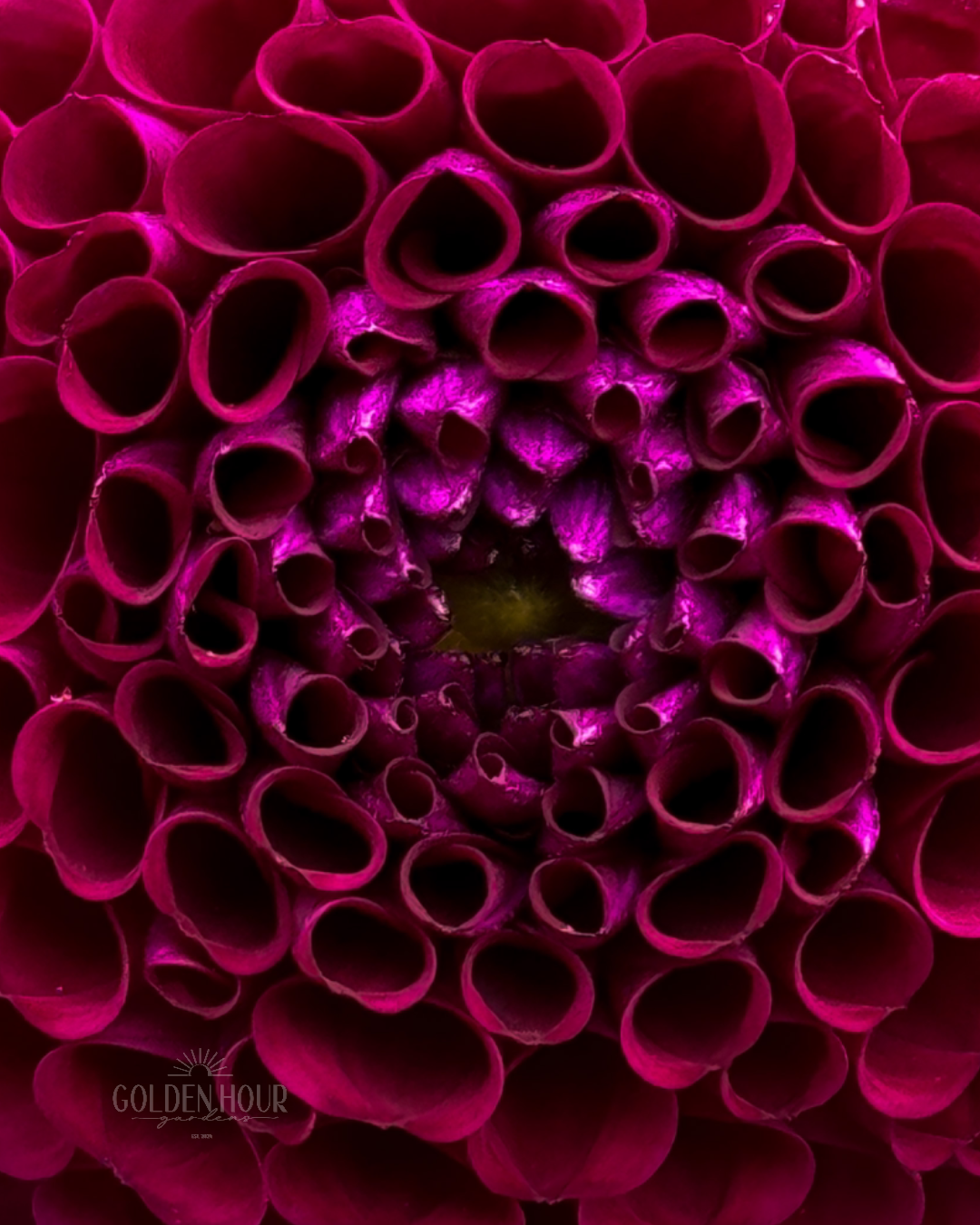 Moor Place Dahlia Tuber, Moor Place Dahlia Bulb, Moor Place Dahlia Flower, Moor Place Dahlia Bloom, Moor Place Dahlia Sale