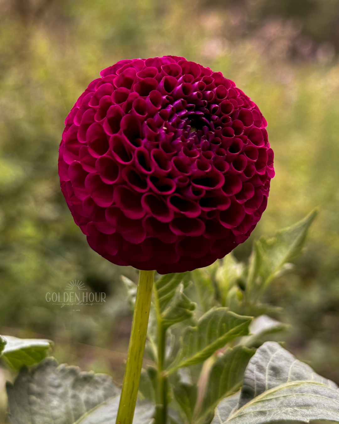 Moor Place Dahlia Tuber, Moor Place Dahlia Bulb, Moor Place Dahlia Flower, Moor Place Dahlia Bloom