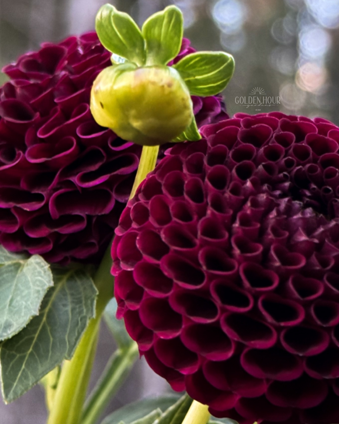 Moor Place Dahlia Tuber, Moor Place Dahlia Bulb, Moor Place Dahlia Flower, Moor Place Dahlia Bloom, Moor Place Dahlia Sale