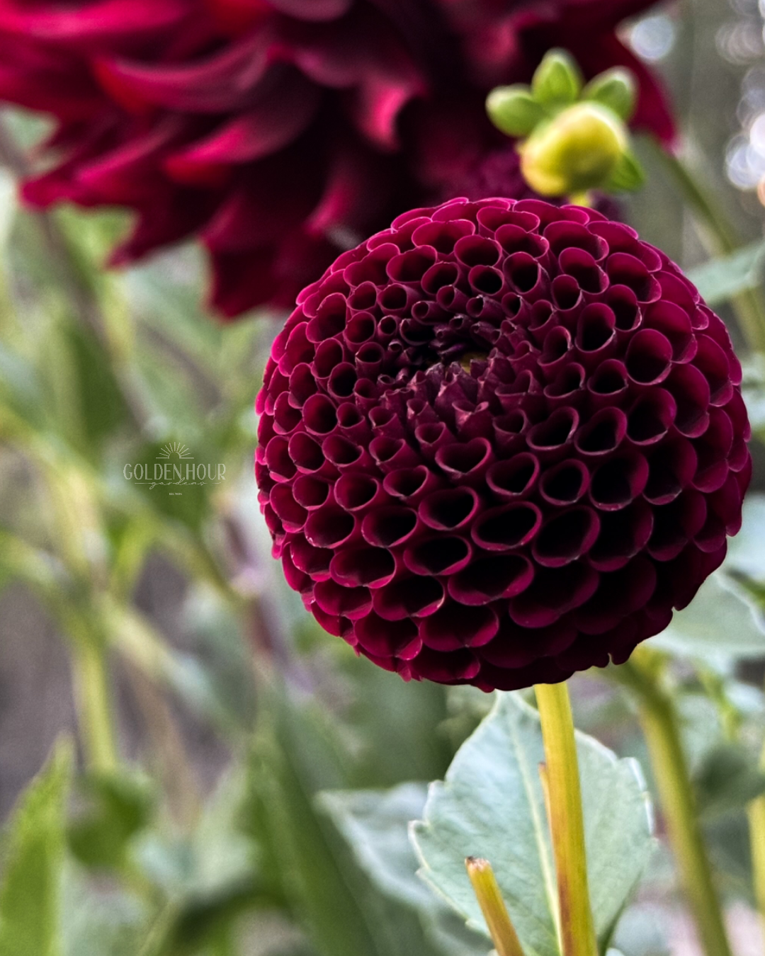 Moor Place Dahlia Tuber, Moor Place Dahlia Bulb, Moor Place Dahlia Flower, Moor Place Dahlia Bloom, Moor Place Dahlia Sale