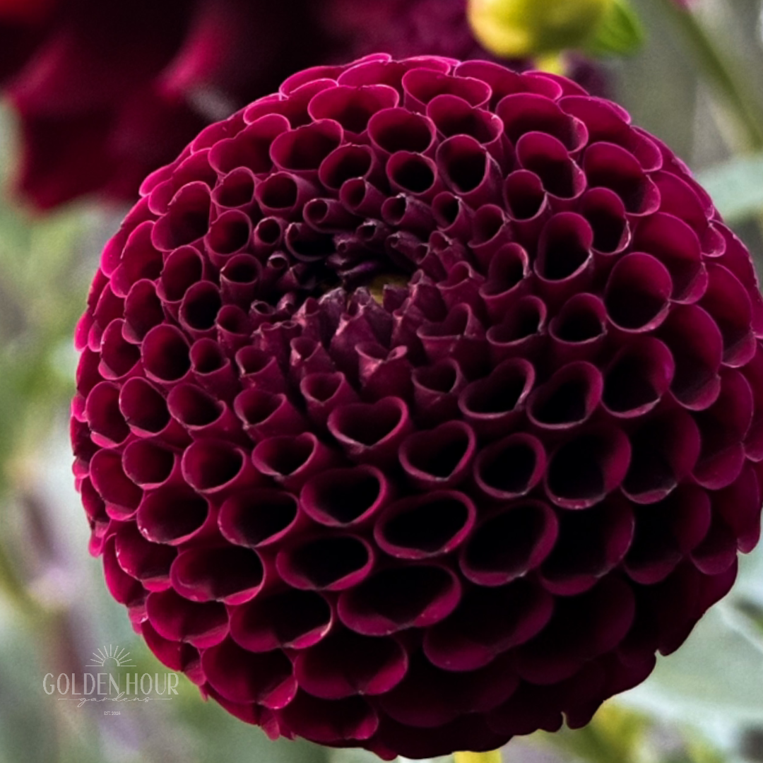 Moor Place Dahlia Tuber, Moor Place Dahlia Bulb, Moor Place Dahlia Flower, Moor Place Dahlia Bloom, Moor Place Dahlia Sale