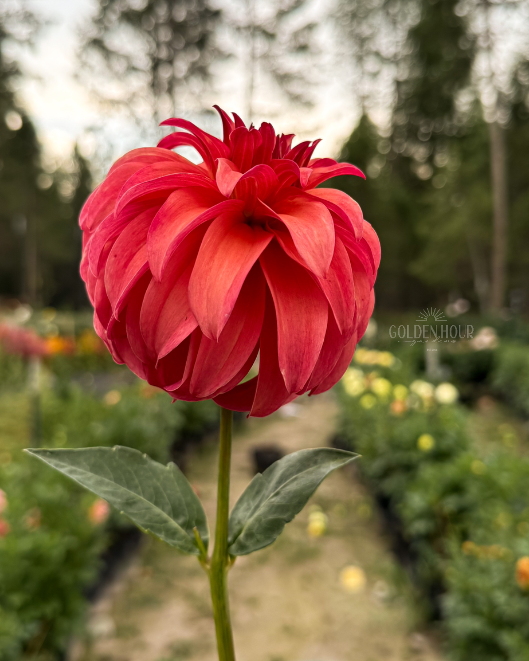 Ms Prissy Dahlia Tuber, Ms Prissy Dahlia Bulb, Ms Prissy Dahlia Flower, Ms Prissy Dahlia Bloom