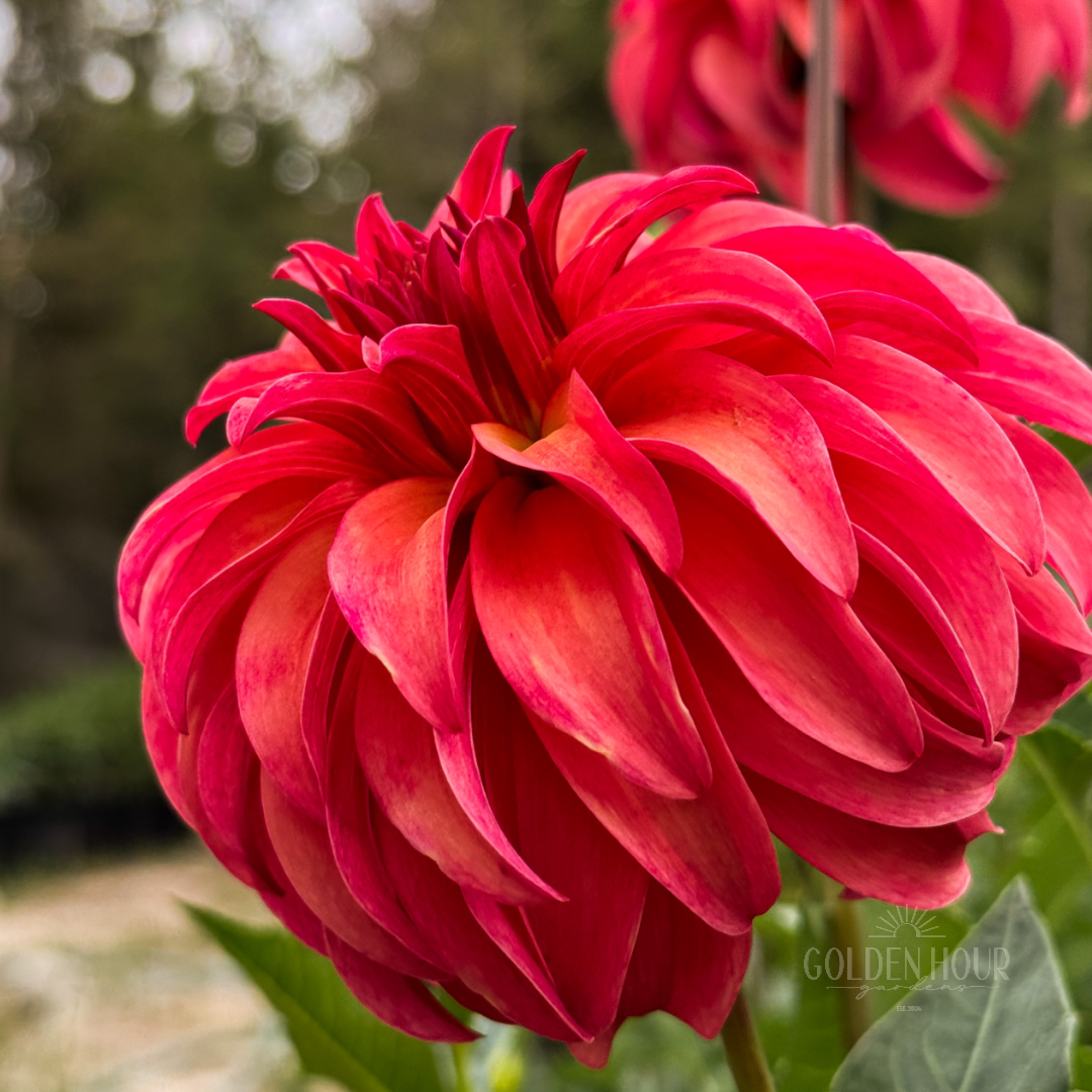 Ms Prissy Dahlia Tuber, Ms Prissy Dahlia Bulb, Ms Prissy Dahlia Flower, Ms Prissy Dahlia Bloom