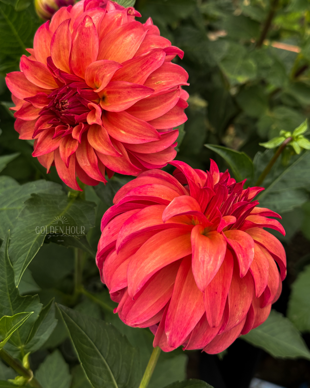 Ms Prissy Dahlia Tuber, Ms Prissy Dahlia Bulb, Ms Prissy Dahlia Flower, Ms Prissy Dahlia Bloom