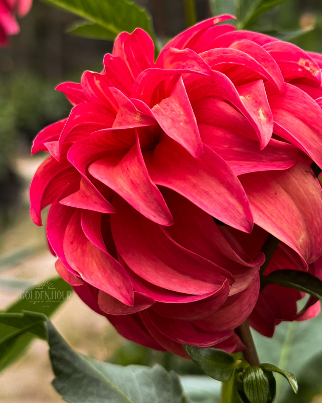 Ms Prissy Dahlia Tuber, Ms Prissy Dahlia Bulb, Ms Prissy Dahlia Flower, Ms Prissy Dahlia Bloom
