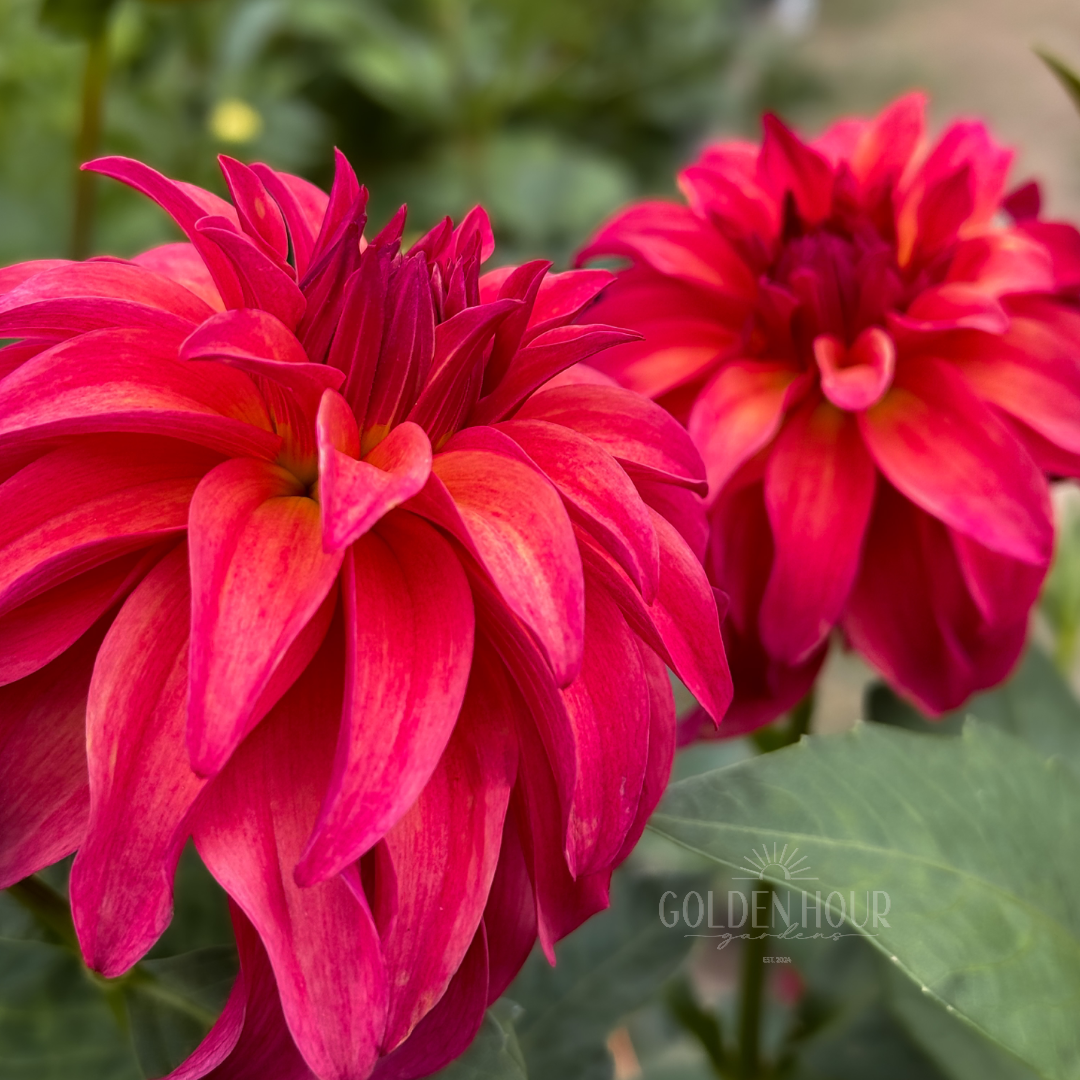 Ms Prissy Dahlia Tuber, Ms Prissy Dahlia Bulb, Ms Prissy Dahlia Flower, Ms Prissy Dahlia Bloom