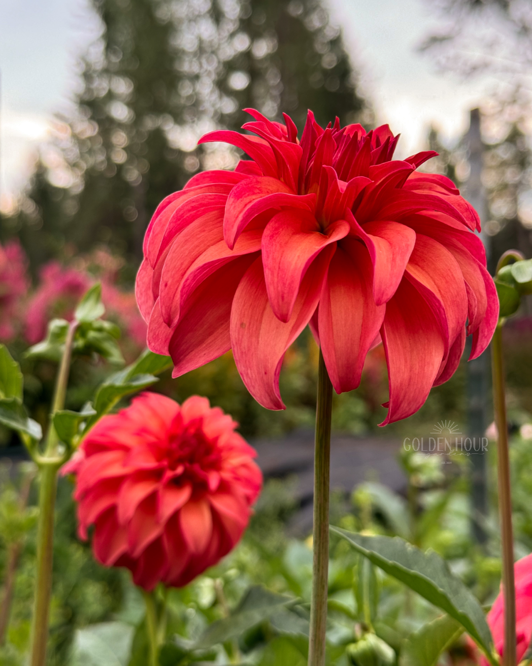 Ms Prissy Dahlia Tuber, Ms Prissy Dahlia Bulb, Ms Prissy Dahlia Flower, Ms Prissy Dahlia Bloom