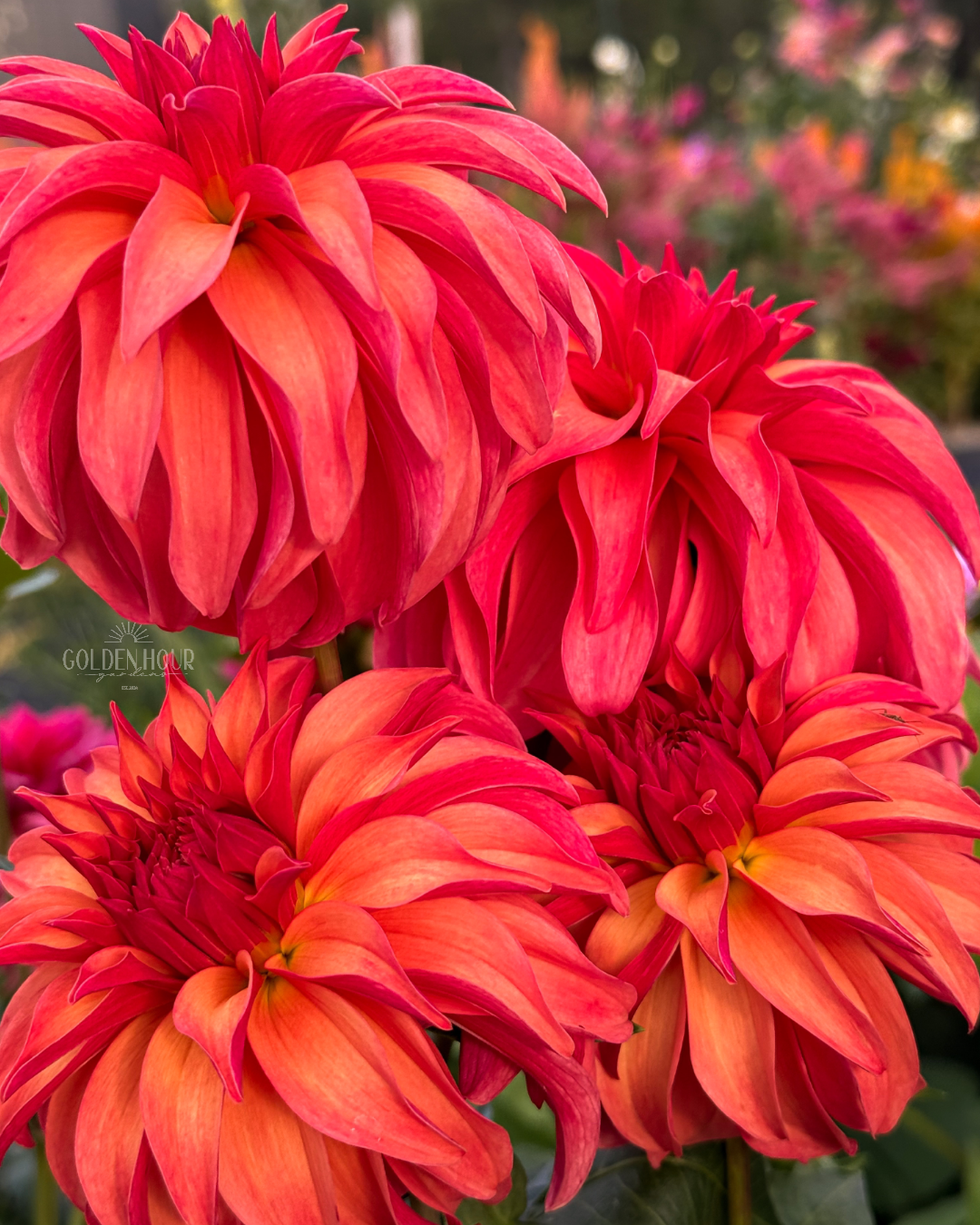 Ms Prissy Dahlia Tuber, Ms Prissy Dahlia Bulb, Ms Prissy Dahlia Flower, Ms Prissy Dahlia Bloom, Ms Prissy Dahlia Sale, 