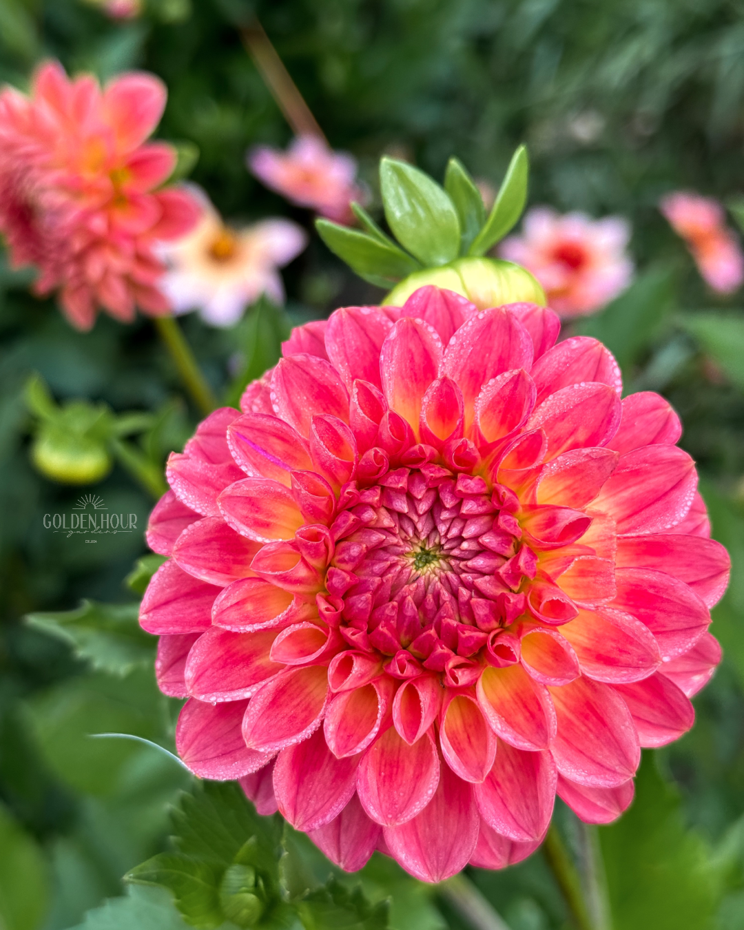 NTAC Mia Li Dahlia Tuber, NTAC Mia Li Dahlia Flower, NTAC Mia Li Dahlia Bulb, NTAC Mia Li Dahlia Sale, NTAC Mia Li Dahlia