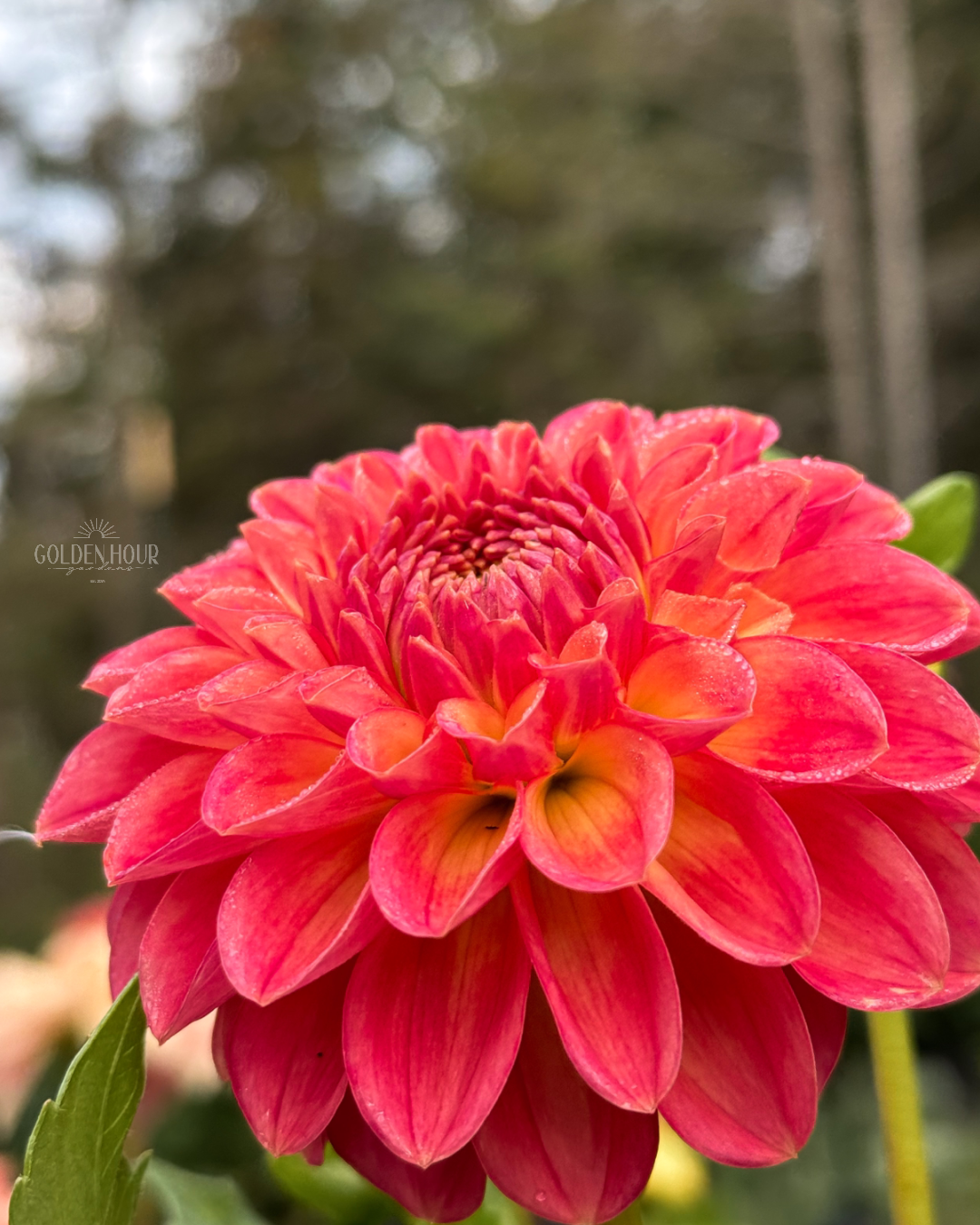 NTAC Mia Li Dahlia Tuber, NTAC Mia Li Dahlia Flower, NTAC Mia Li Dahlia Bulb, NTAC Mia Li Dahlia Sale, NTAC Mia Li Dahlia