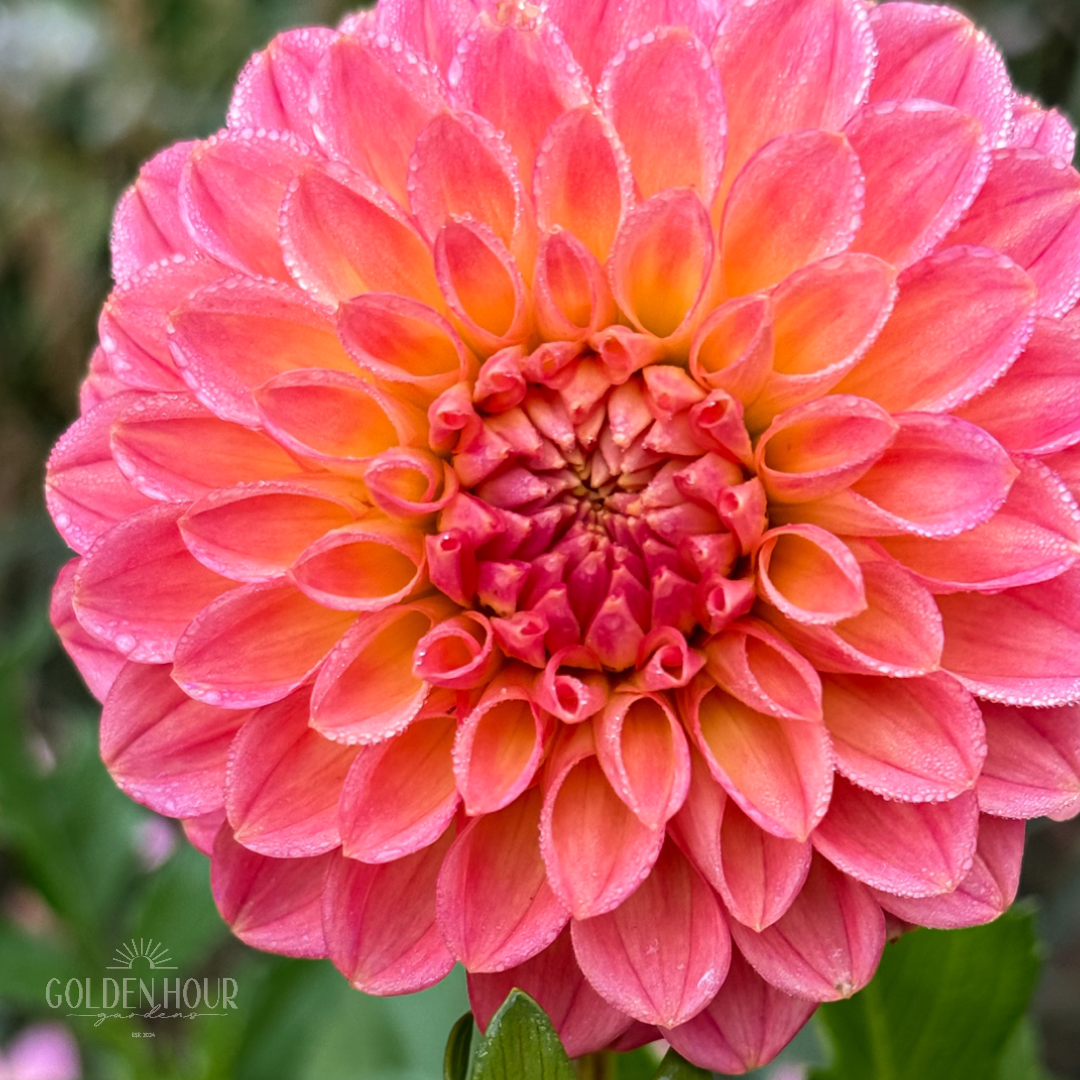 NTAC Mia Li Dahlia Tuber, NTAC Mia Li Dahlia Flower, NTAC Mia Li Dahlia Bulb, NTAC Mia Li Dahlia Sale, NTAC Mia Li Dahlia
